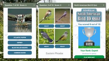 North American Bird ID Quiz Screenshot 2