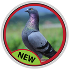 comment choisir un pigeon icône