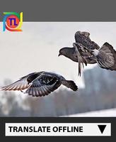 how to choose a pigeon poster