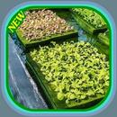 how to grow vegetables by hydr APK