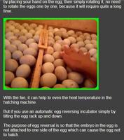 Yumurta kuluçka makinesi nasıl Ekran Görüntüsü 2