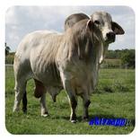 làm thế nào để tạo ra một thức