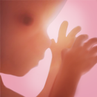 Hamilelik + | takip uygulaması simgesi