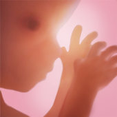 Pregnancy + Android App Download