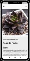Guia das Suculentas imagem de tela 3
