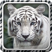 Tigre Blanc Fond d'écran Animé