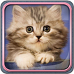 Cute Kittens Live Wallpaper