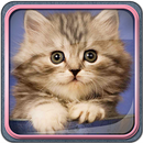 Cute Kittens Live Wallpaper APK