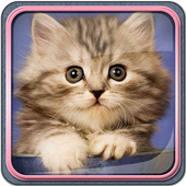 Cute Kittens Live Wallpaper icon