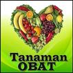 Manfaat Daun Dewa Tanaman Obat