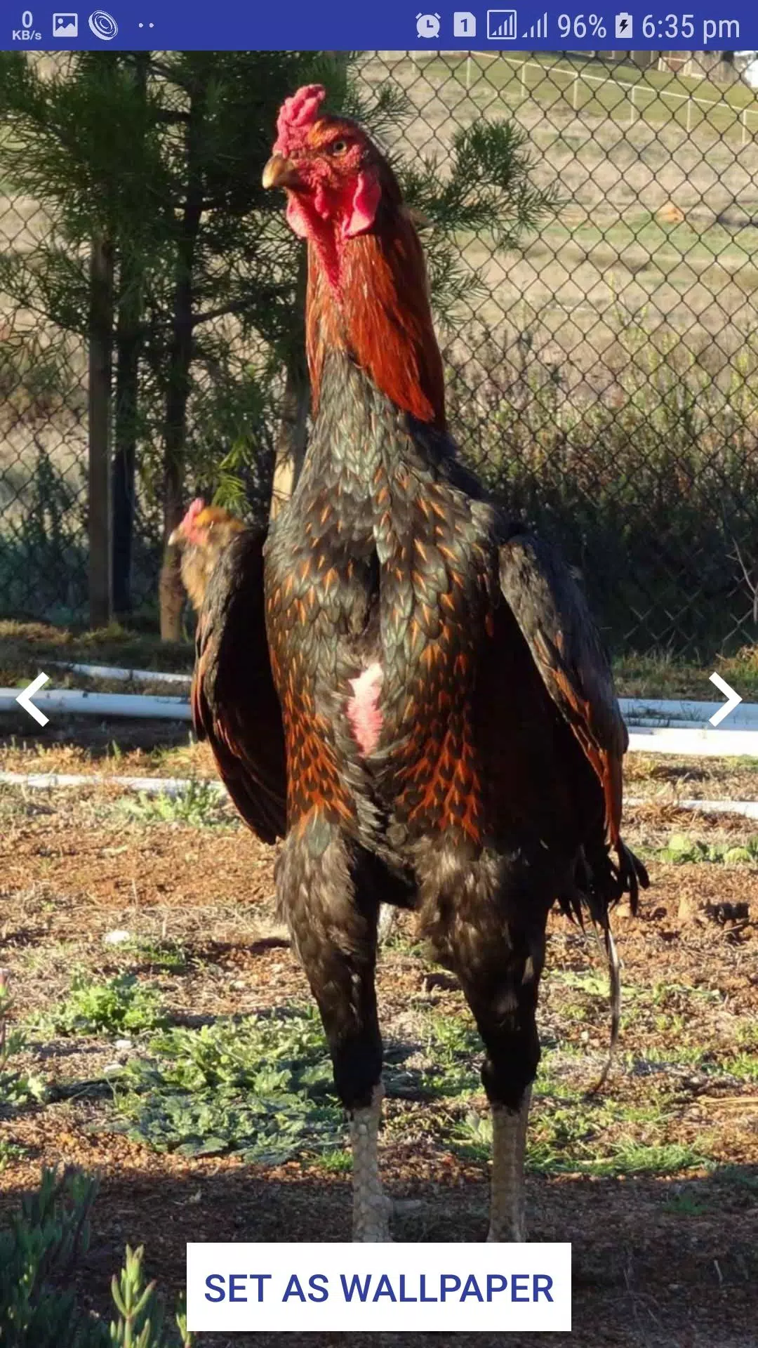 Asil Wallpaper Aseel murga Wallpaper Chicken Walls APK for Android Download Asil Wallpaper Aseel murga Wallpaper Chicken Walls APK for Android Download