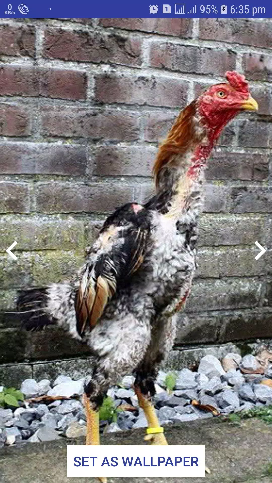 Tải xuống APK Asil Wallpaper Aseel murga Wallpaper Chicken Walls cho Android Tải xuống APK Asil Wallpaper Aseel murga Wallpaper Chicken Walls cho Android