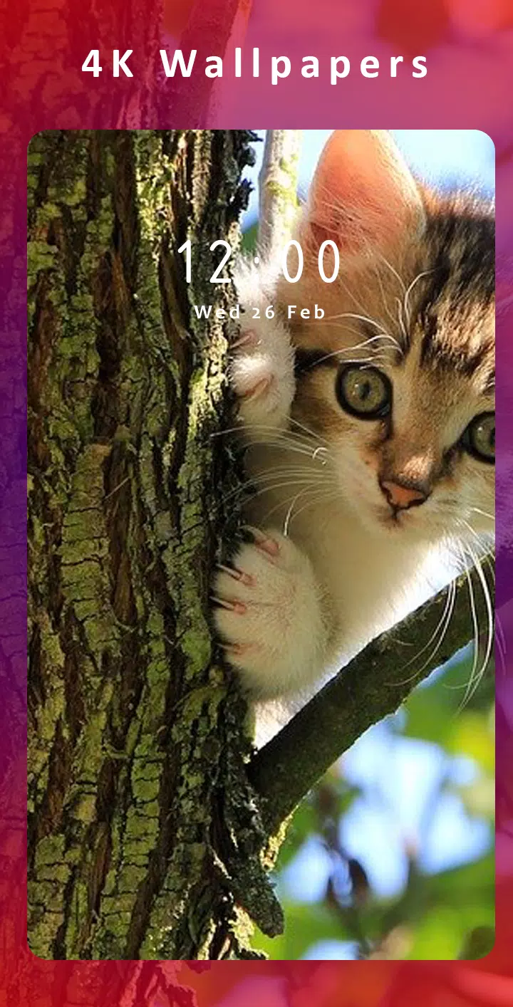 Cute Cat Wallpaper HD APK for Android Download Cute Cat Wallpaper HD APK for Android Download