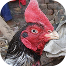 Aseel Wallpapers, Shamo, Ganoi, Asil APK