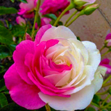 Nature Wallpapers ikona