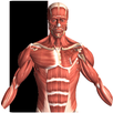 Visual Anatomy 2 APK
