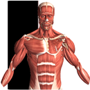 Visual Anatomy 2 APK