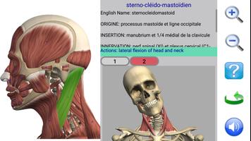 Visual Anatomy 2 Affiche