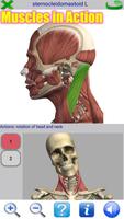 Visual Anatomy 2 Cartaz