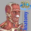 ”3D Anatomy