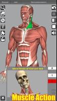 3D Anatomy plakat