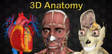 3D Bones and Organs (Anatomy)