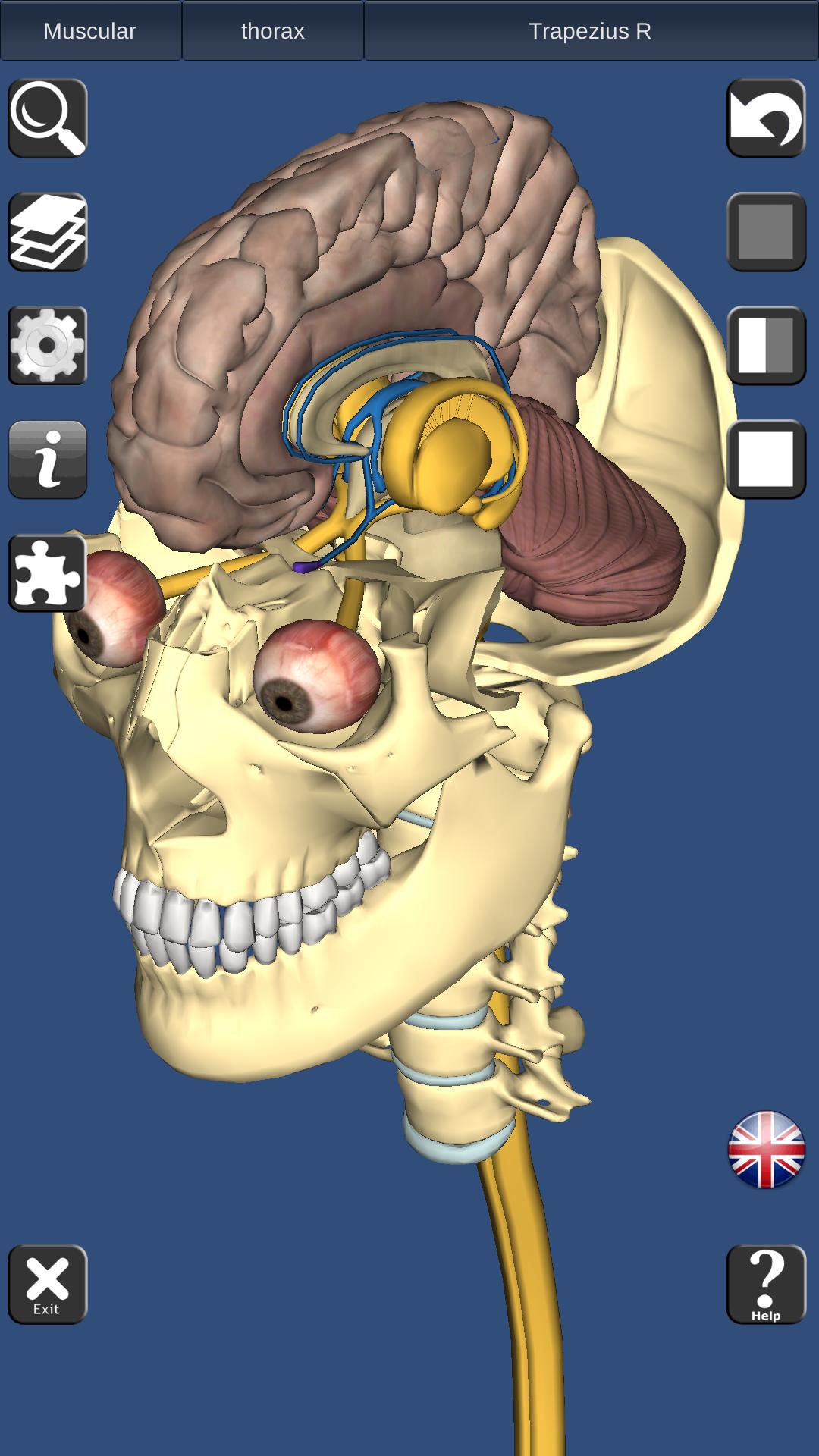 3D Bones and Organs (Anatomy) for Android - APK Download