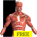 Visual Anatomy Free