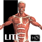 آیکون‌ Visual Anatomy Lite