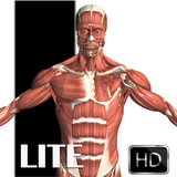 Visual Anatomy Lite aplikacja