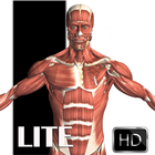 Visual Anatomy Lite иконка