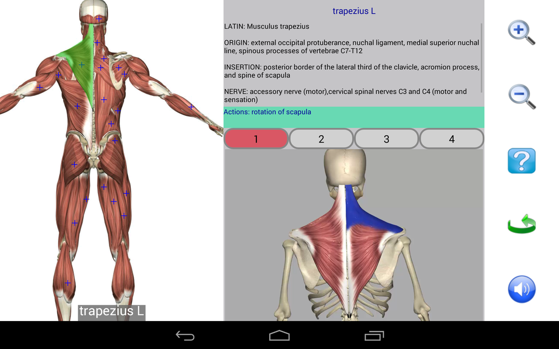 Visual Anatomy Free screenshot 19