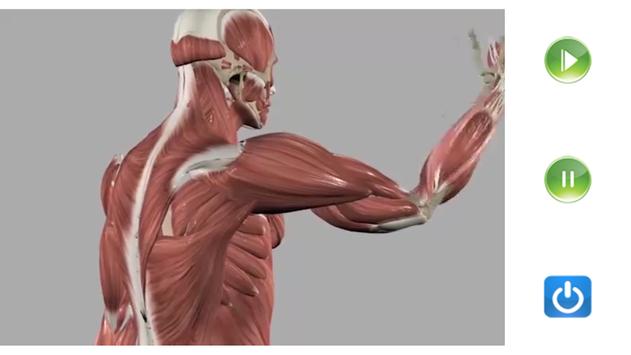 Visual Anatomy Free 截图 7