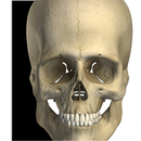 Visual Bones APK