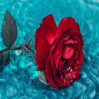 Red Rose Wallpaper ícone