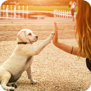 como educar un perro y un cachorro APK