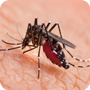 Dengue síntomas tratamiento y prevención APK