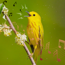 Bird Ringtones & Wallpaper APK