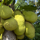 কাঁঠালের পুষ্টিমান ও স্বাস্থ্য APK