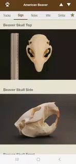 iTrack Wildlife