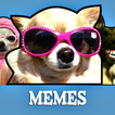 Dog memes