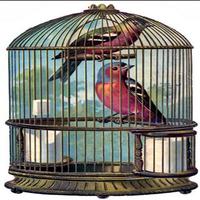 Bird cage poster