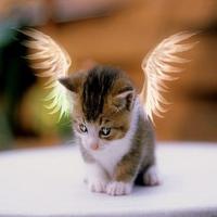 Katze Tapeten Screenshot 2