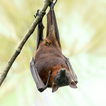 Bat ringtone