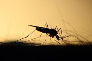 Mosquito Sound Prank poster