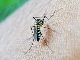 Mosquito Sound Prank screenshot 1