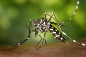 Mosquito Sound Prank screenshot 2