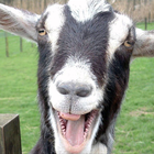 ikon Screaming goat ringtone