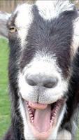 Screaming goat ringtone poster