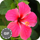 Flower GIF Collection APK